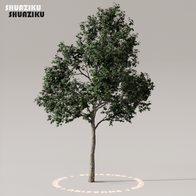 图片[9]-D5渲染器室外植物树木模型下载50个-刷子库