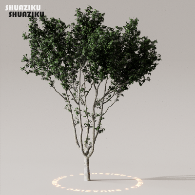 图片[11]-D5渲染器室外植物树木模型下载50个-刷子库