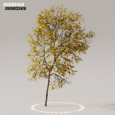 图片[14]-D5渲染器室外植物树木模型下载50个-刷子库