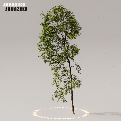 图片[15]-D5渲染器室外植物树木模型下载50个-刷子库