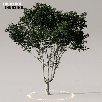 图片[16]-D5渲染器室外植物树木模型下载50个-刷子库