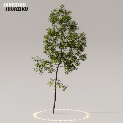 图片[17]-D5渲染器室外植物树木模型下载50个-刷子库