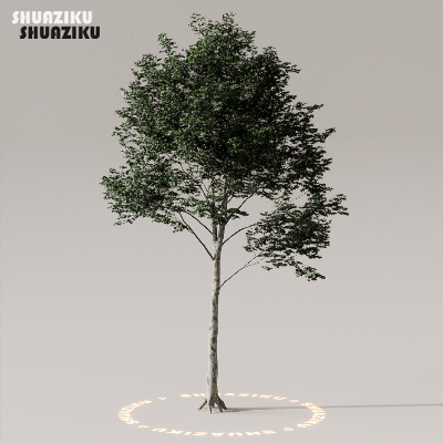 图片[18]-D5渲染器室外植物树木模型下载50个-刷子库