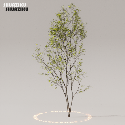 图片[19]-D5渲染器室外植物树木模型下载50个-刷子库