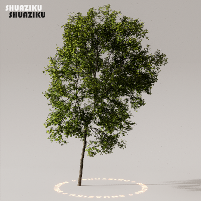 图片[20]-D5渲染器室外植物树木模型下载50个-刷子库