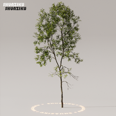 图片[21]-D5渲染器室外植物树木模型下载50个-刷子库