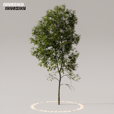 图片[23]-D5渲染器室外植物树木模型下载50个-刷子库