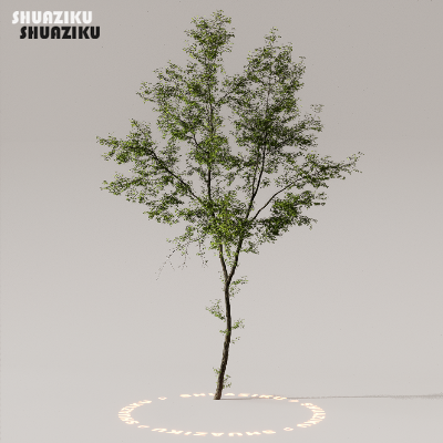 图片[24]-D5渲染器室外植物树木模型下载50个-刷子库