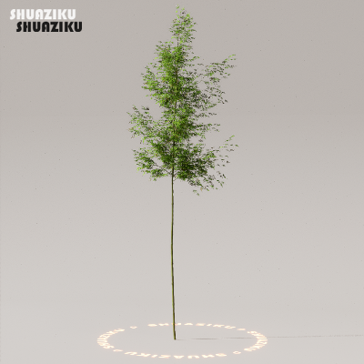 图片[25]-D5渲染器室外植物树木模型下载50个-刷子库