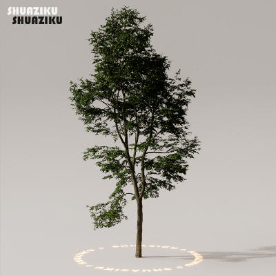 图片[26]-D5渲染器室外植物树木模型下载50个-刷子库