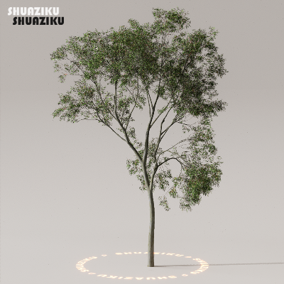 图片[27]-D5渲染器室外植物树木模型下载50个-刷子库