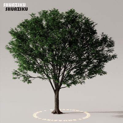 图片[31]-D5渲染器室外植物树木模型下载50个-刷子库