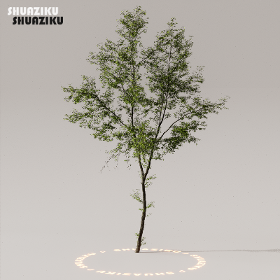 图片[32]-D5渲染器室外植物树木模型下载50个-刷子库