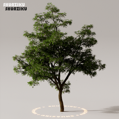 图片[34]-D5渲染器室外植物树木模型下载50个-刷子库