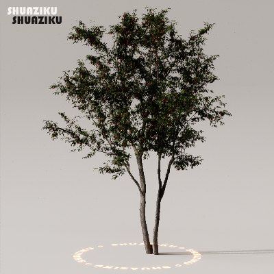 图片[35]-D5渲染器室外植物树木模型下载50个-刷子库