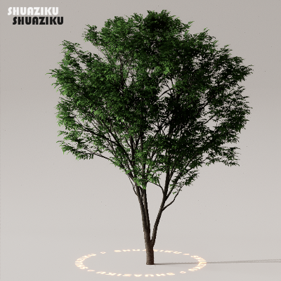 图片[37]-D5渲染器室外植物树木模型下载50个-刷子库