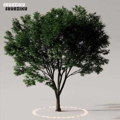 图片[38]-D5渲染器室外植物树木模型下载50个-刷子库