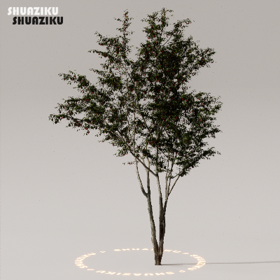 图片[39]-D5渲染器室外植物树木模型下载50个-刷子库