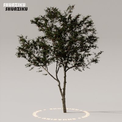 图片[41]-D5渲染器室外植物树木模型下载50个-刷子库