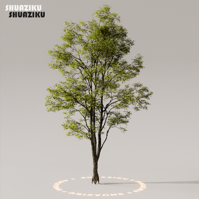 图片[43]-D5渲染器室外植物树木模型下载50个-刷子库