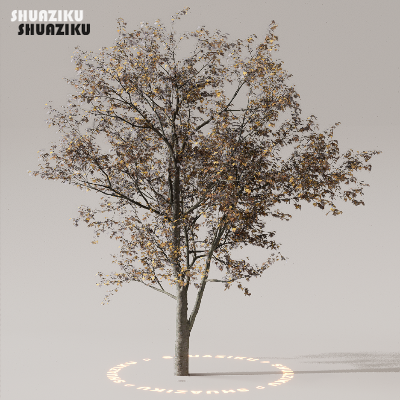 图片[46]-D5渲染器室外植物树木模型下载50个-刷子库