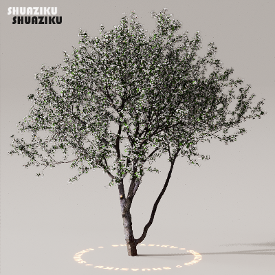 图片[47]-D5渲染器室外植物树木模型下载50个-刷子库