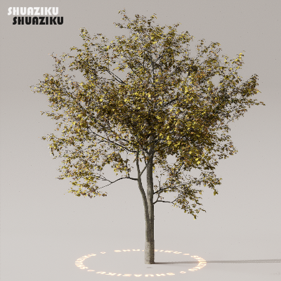 图片[48]-D5渲染器室外植物树木模型下载50个-刷子库