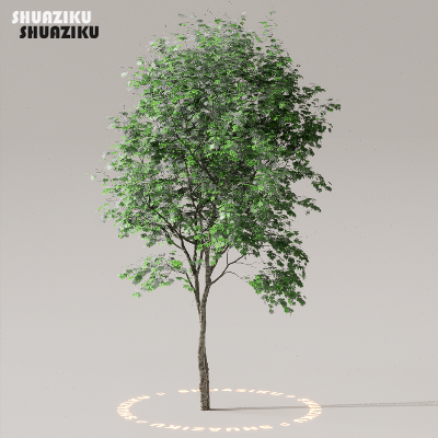 图片[49]-D5渲染器室外植物树木模型下载50个-刷子库