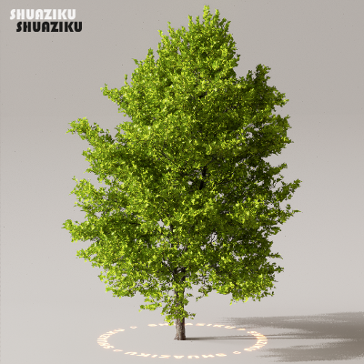 图片[50]-D5渲染器室外植物树木模型下载50个-刷子库