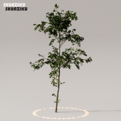 图片[2]-D5渲染器室外植物树木模型下载50个-刷子库