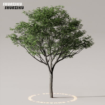 图片[7]-D5渲染器室外植物树木模型下载50个-刷子库