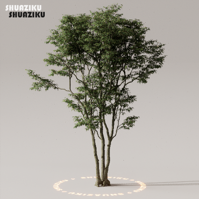 图片[9]-D5渲染器室外植物树木模型下载50个-刷子库