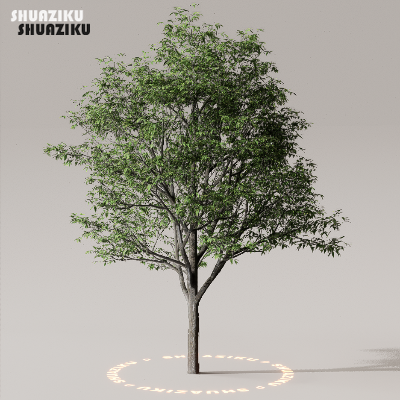 图片[10]-D5渲染器室外植物树木模型下载50个-刷子库