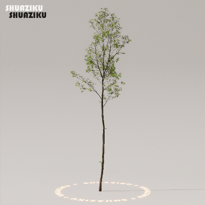 图片[12]-D5渲染器室外植物树木模型下载50个-刷子库