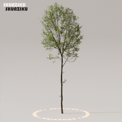 图片[15]-D5渲染器室外植物树木模型下载50个-刷子库