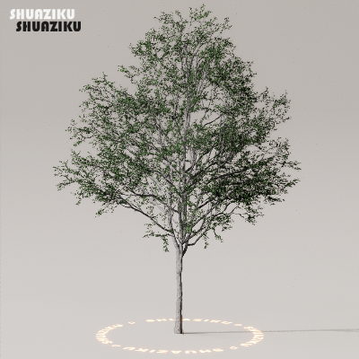 图片[18]-D5渲染器室外植物树木模型下载50个-刷子库