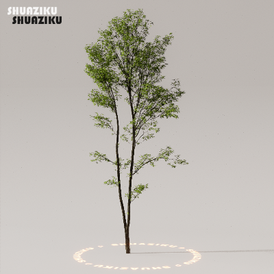 图片[19]-D5渲染器室外植物树木模型下载50个-刷子库