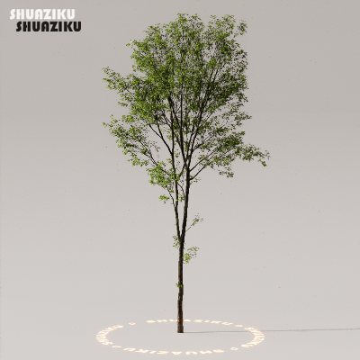 图片[20]-D5渲染器室外植物树木模型下载50个-刷子库