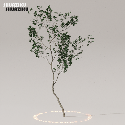 图片[21]-D5渲染器室外植物树木模型下载50个-刷子库