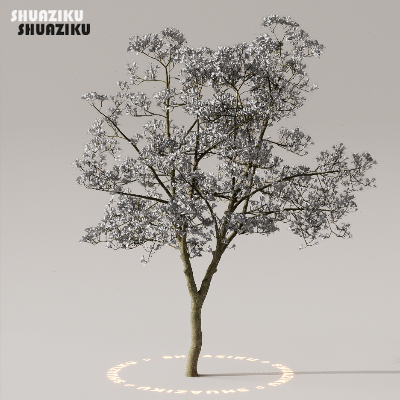 图片[23]-D5渲染器室外植物树木模型下载50个-刷子库