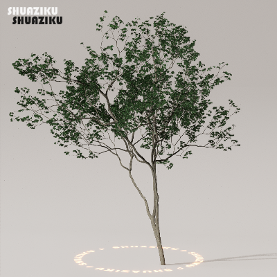 图片[24]-D5渲染器室外植物树木模型下载50个-刷子库