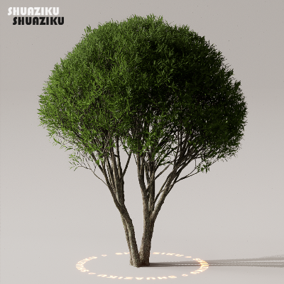 图片[25]-D5渲染器室外植物树木模型下载50个-刷子库