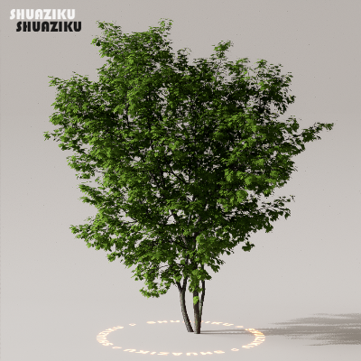 图片[26]-D5渲染器室外植物树木模型下载50个-刷子库