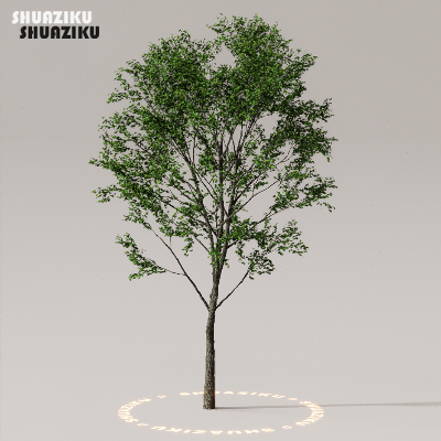 图片[28]-D5渲染器室外植物树木模型下载50个-刷子库