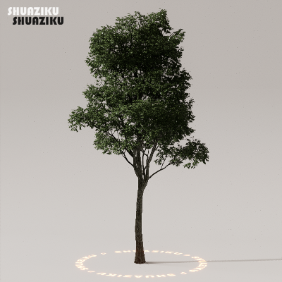 图片[31]-D5渲染器室外植物树木模型下载50个-刷子库