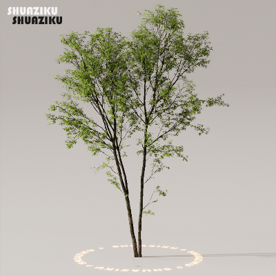 图片[33]-D5渲染器室外植物树木模型下载50个-刷子库