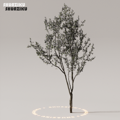 图片[35]-D5渲染器室外植物树木模型下载50个-刷子库