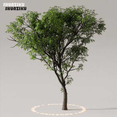 图片[38]-D5渲染器室外植物树木模型下载50个-刷子库