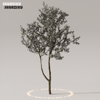 图片[39]-D5渲染器室外植物树木模型下载50个-刷子库