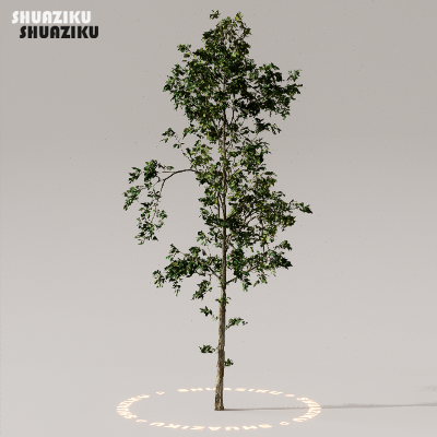 图片[42]-D5渲染器室外植物树木模型下载50个-刷子库